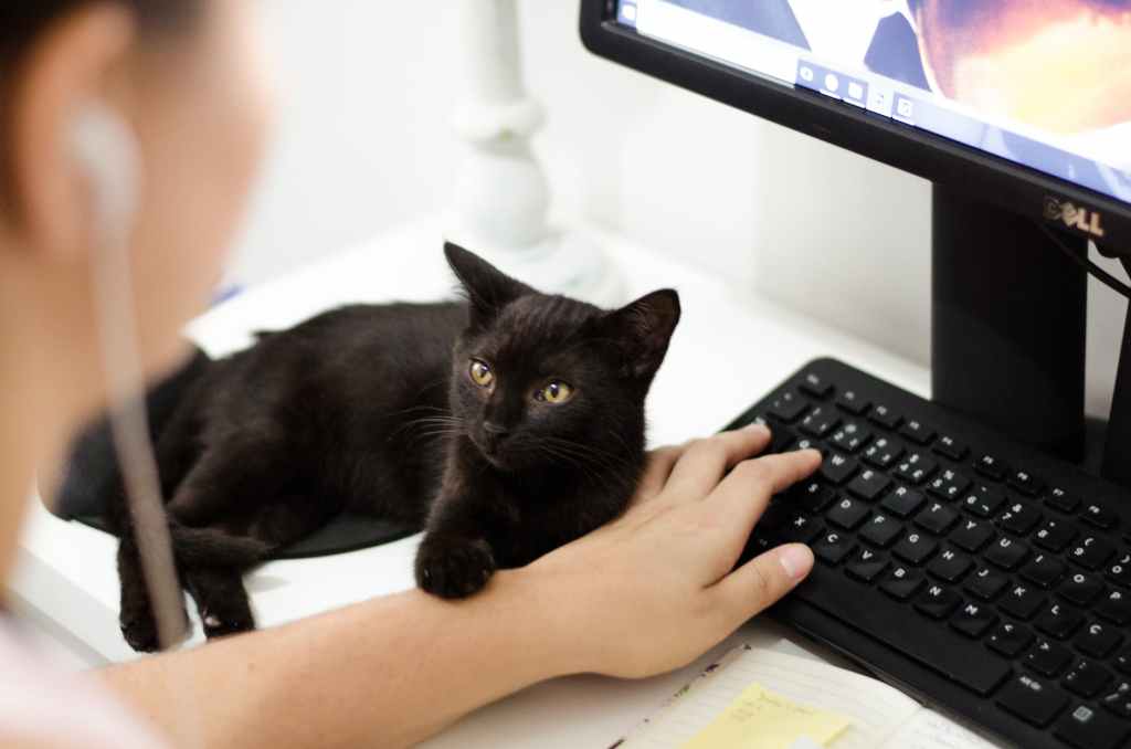 The Keyboard Conundrum: Cats as Unwilling Editors