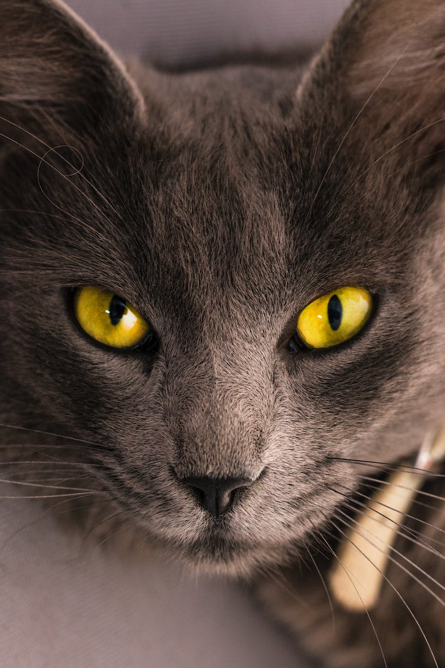Feline Fortune Telling: Cats as Psychic Advisors