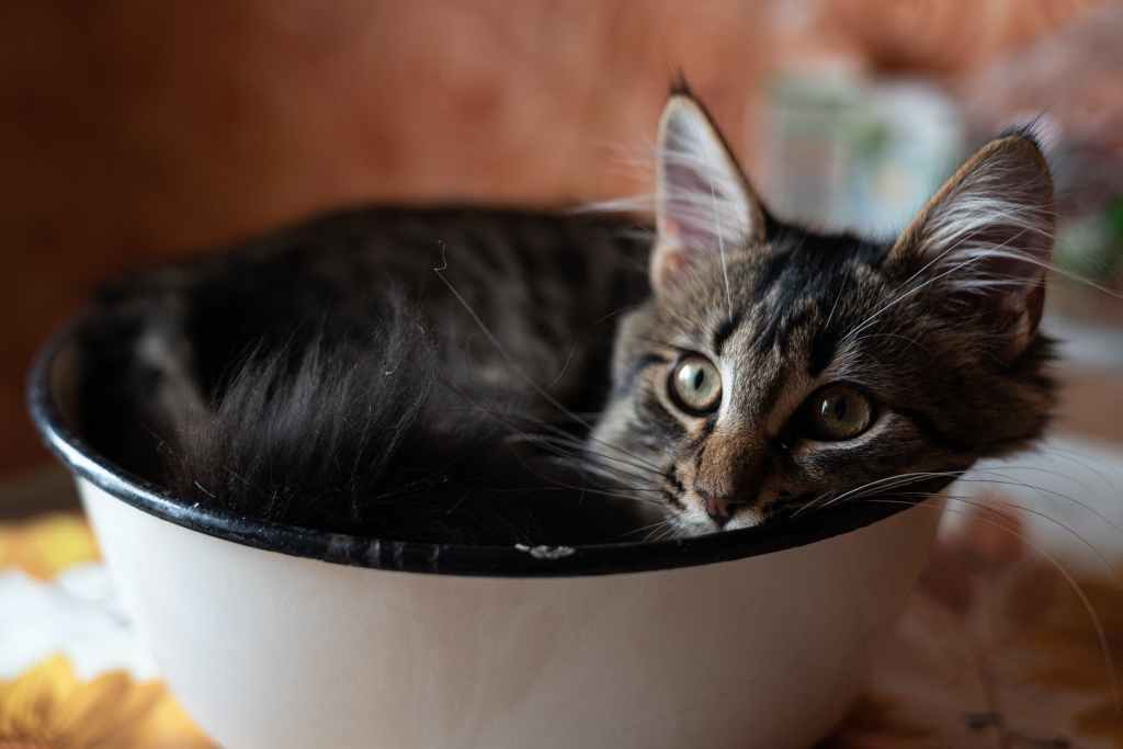 The Mystery of Cat Logic: Why Cats Do the Weirdest Things
