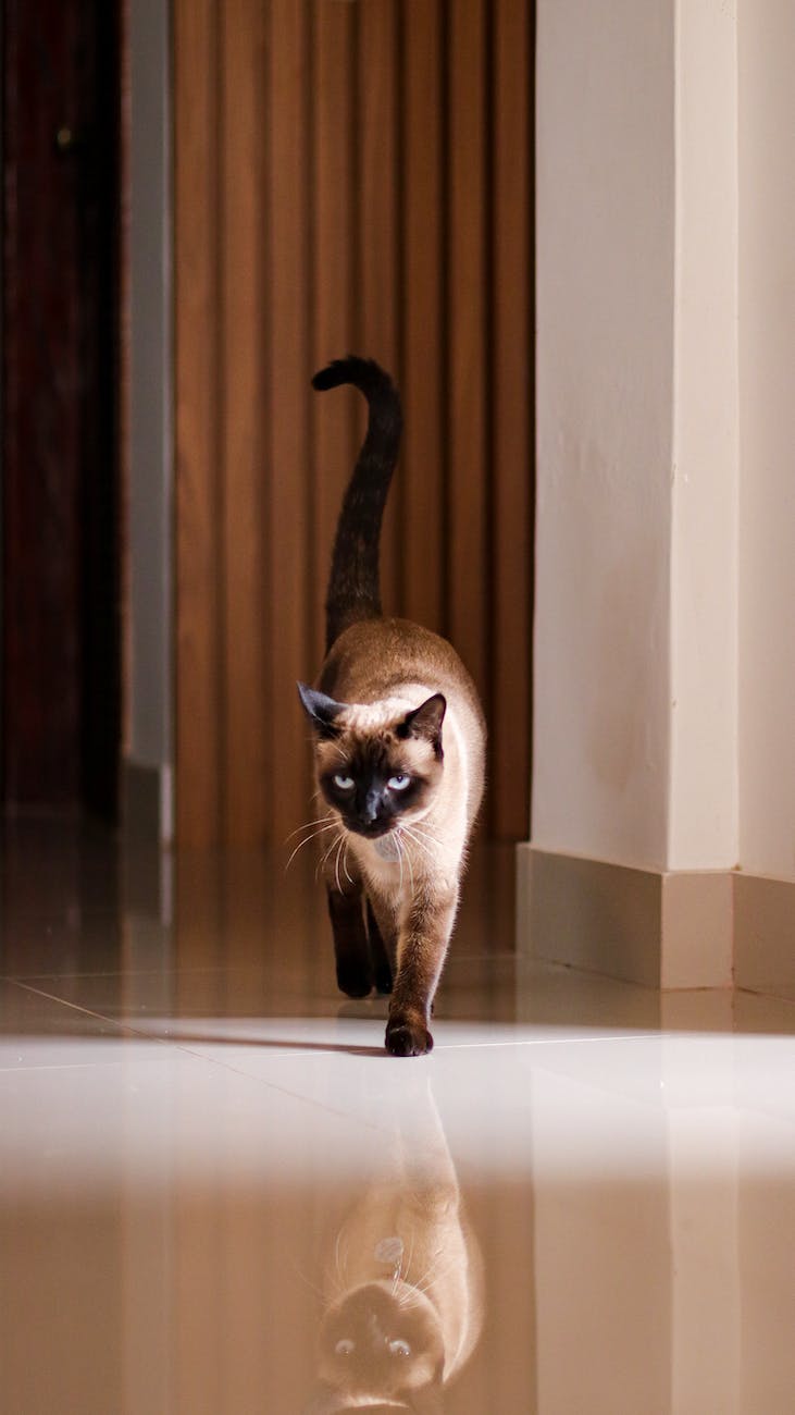 The Catwalk Challenge: High Fashion for High-Paw Purrformers