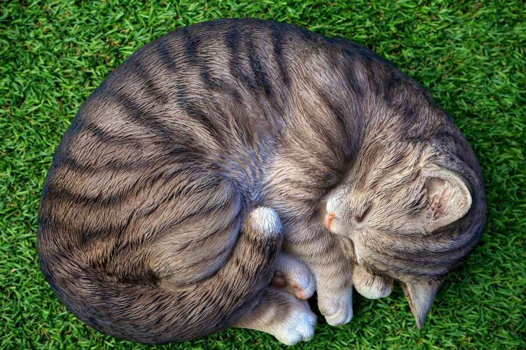 Cat Olympics: The Sport of Cat Naps