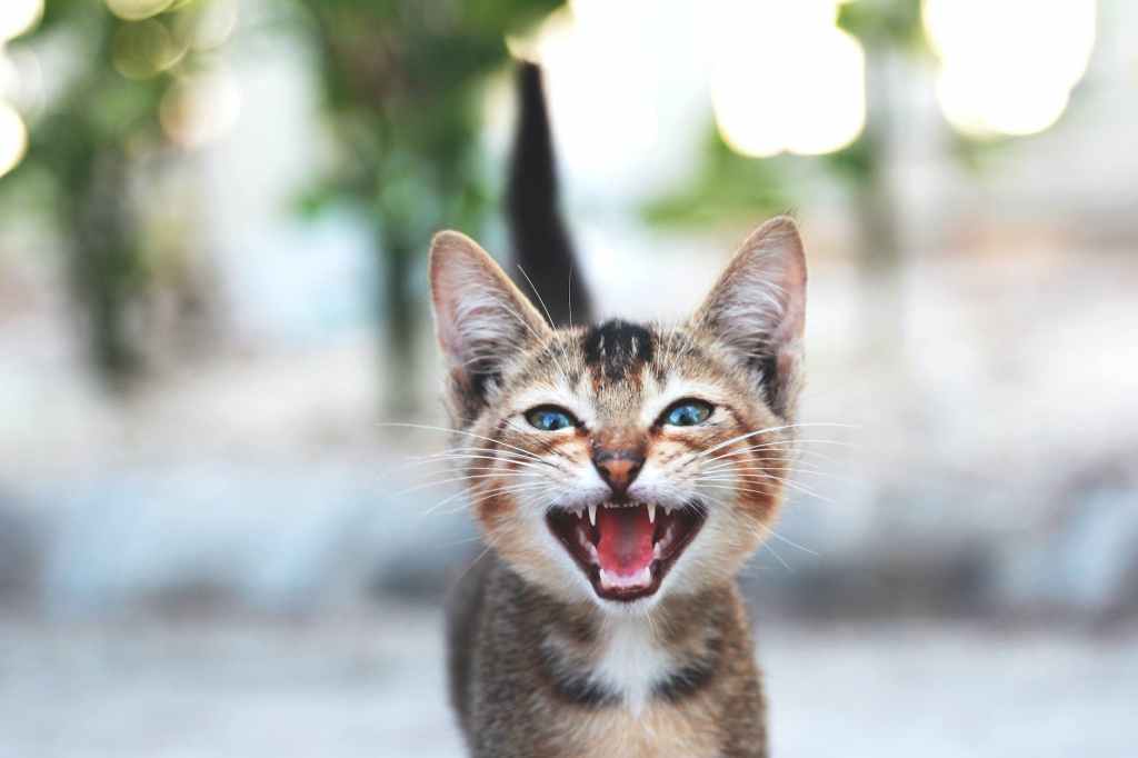 The Art of Cat-versation: Deciphering Feline Meow-tiquette